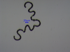 Dolichospermum
