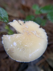 Amanita multisquamosa