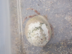 Pagurus bernhardus