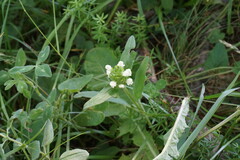 Prunella laciniata