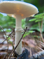 Amanita multisquamosa