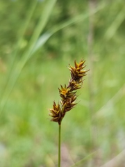 Carex colchica