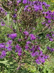Vernonia noveboracensis