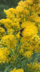 Euodynerus foraminatus