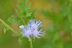 Conoclinium dissectum