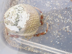 Pagurus bernhardus