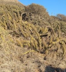 Bergerocactus emoryi