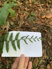 Polystichum acrostichoides