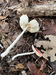 Leucoagaricus rubrotinctus
