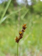 Carex colchica