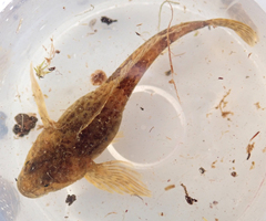 Cottus perifretum