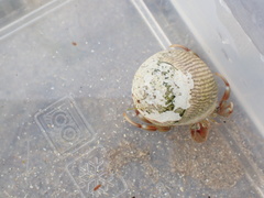 Pagurus bernhardus