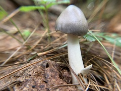 Amanita vaginata