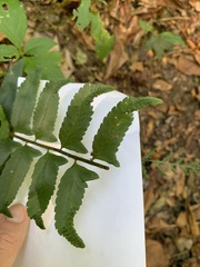 Polystichum acrostichoides