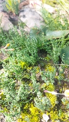 Gethyllis lanuginosa