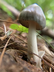 Amanita vaginata