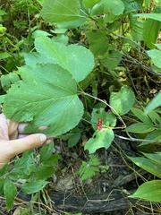 Viburnum edule