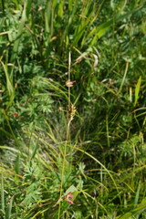 Carex michelii