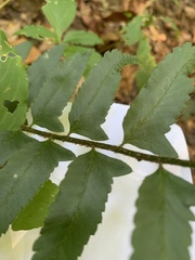Polystichum acrostichoides