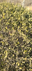 Simmondsia chinensis