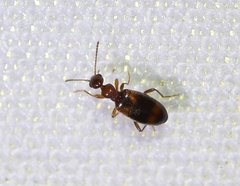 Hirticomus quadriguttatus