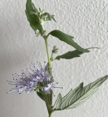 Caryopteris