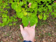 Cercis canadensis texensis