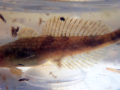 Cottus perifretum