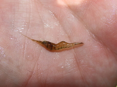 Palaemon paludosus