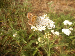 Lycaena tityrus