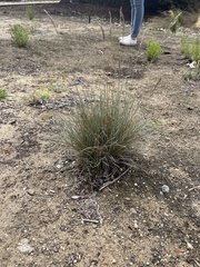Festuca californica