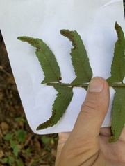 Polystichum acrostichoides