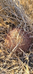 Mammillaria dioica dioica