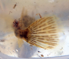 Cottus perifretum
