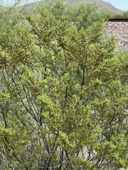 Larrea tridentata