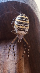 Argiope bruennichi