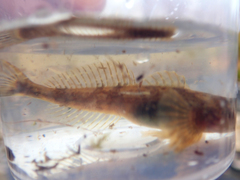 Cottus perifretum