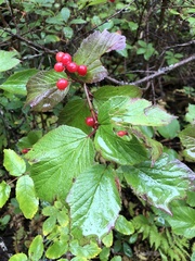 Viburnum edule