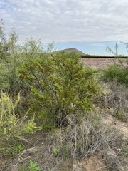 Larrea tridentata