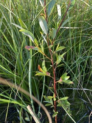 Salix laevigata