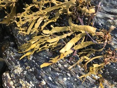 Ascophyllum nodosum