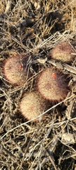 Mammillaria dioica dioica