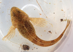 Cottus perifretum