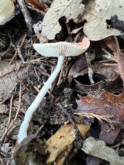 Leucoagaricus rubrotinctus