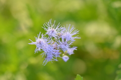 Conoclinium dissectum