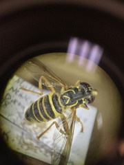 Spilomyia