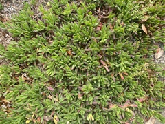 Ruschieae