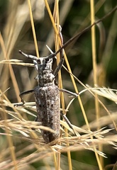 Monochamus notatus