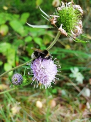Bombus