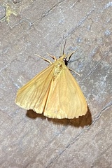 Virbia aurantiaca